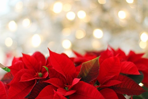 Merry　Christmas
